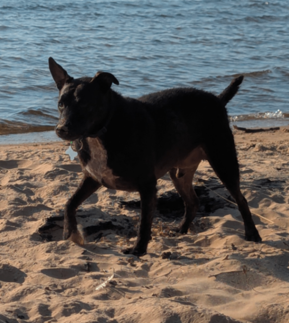 Picture of the Animal Listed