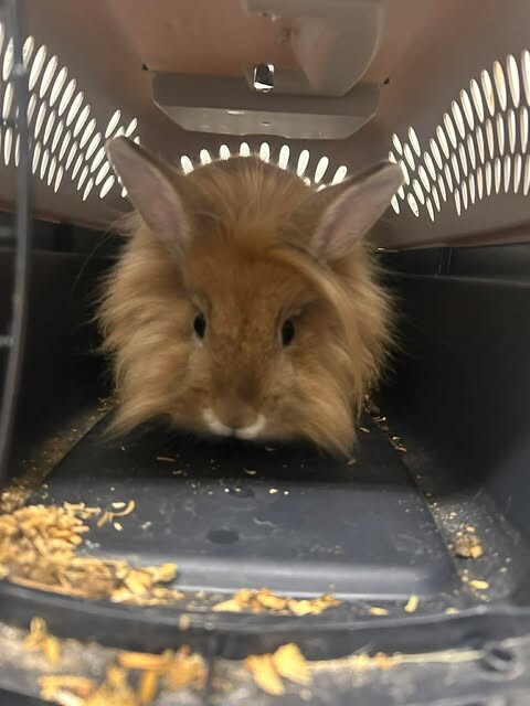 Picture of the Animal Listed