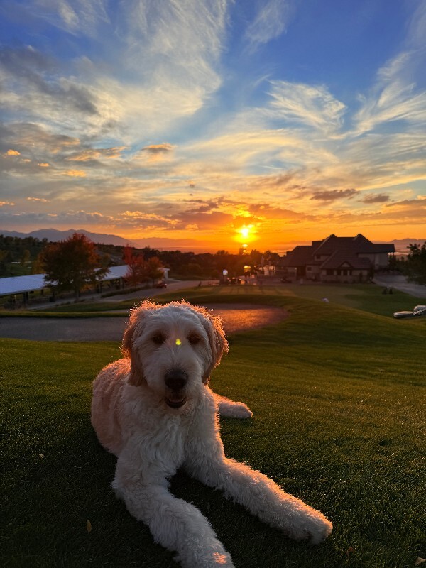 Picture of the Animal Listed