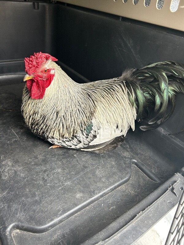 Picture of the Animal Listed