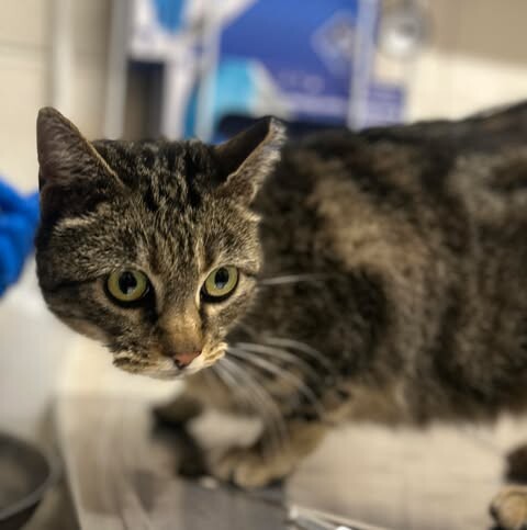 Picture of the Animal Listed