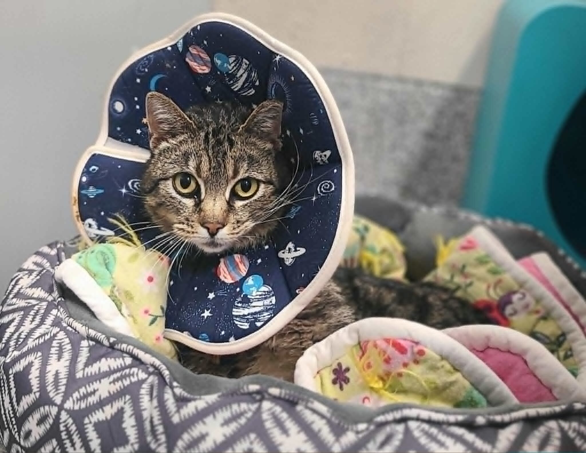 Picture of the Animal Listed