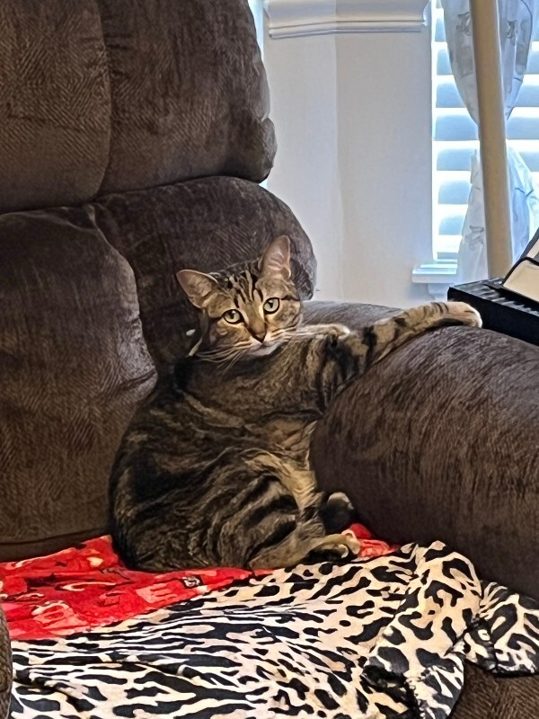 Picture of the Animal Listed