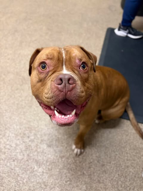 Picture of the Animal Listed