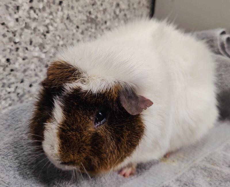 Picture of the Animal Listed