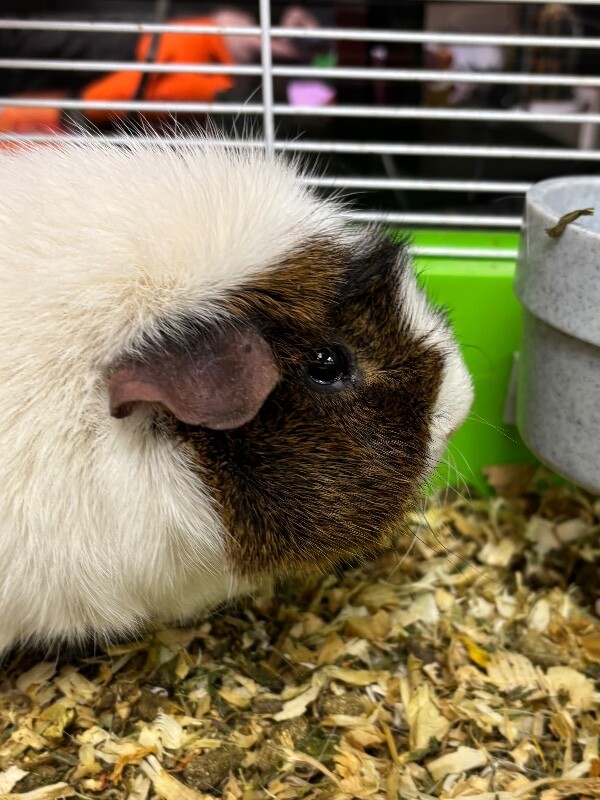 Picture of the Animal Listed