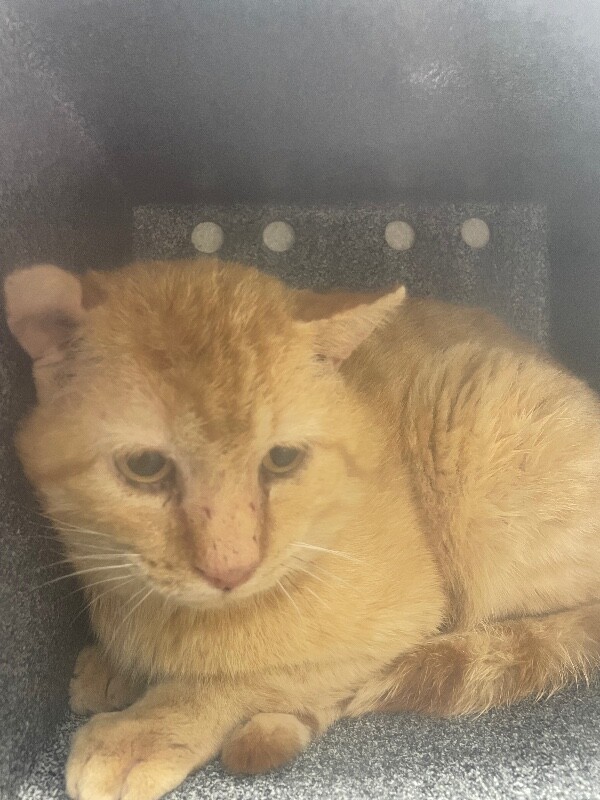 Picture of the Animal Listed