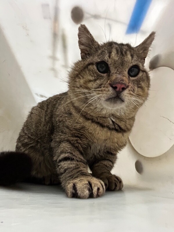 Picture of the Animal Listed