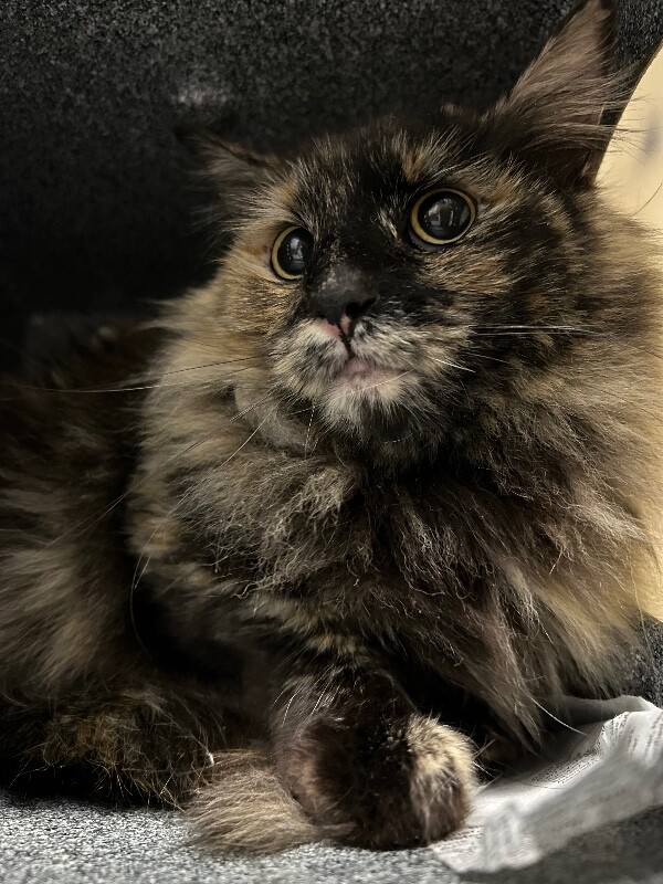 Picture of the Animal Listed