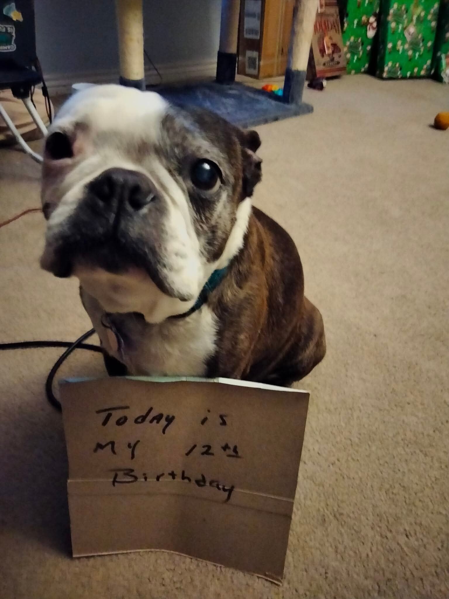 Picture of the Animal Listed