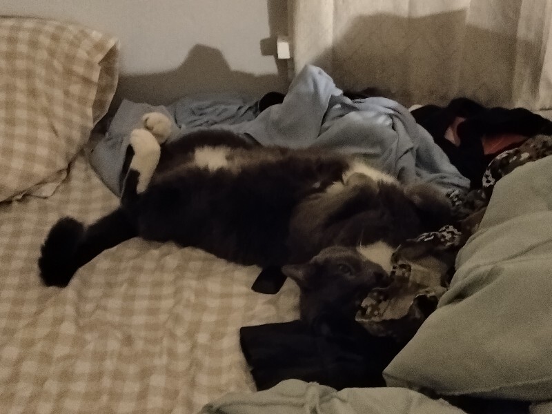 Picture of the Animal Listed