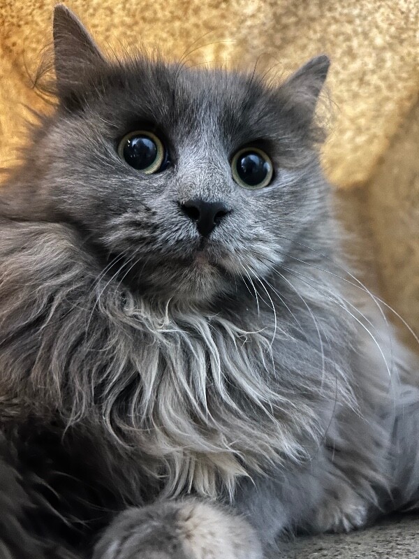 Picture of the Animal Listed