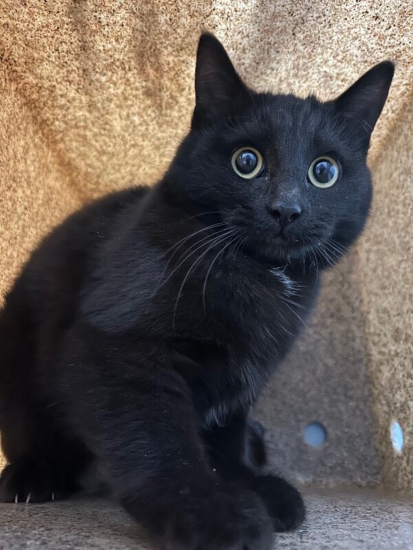 Picture of the Animal Listed