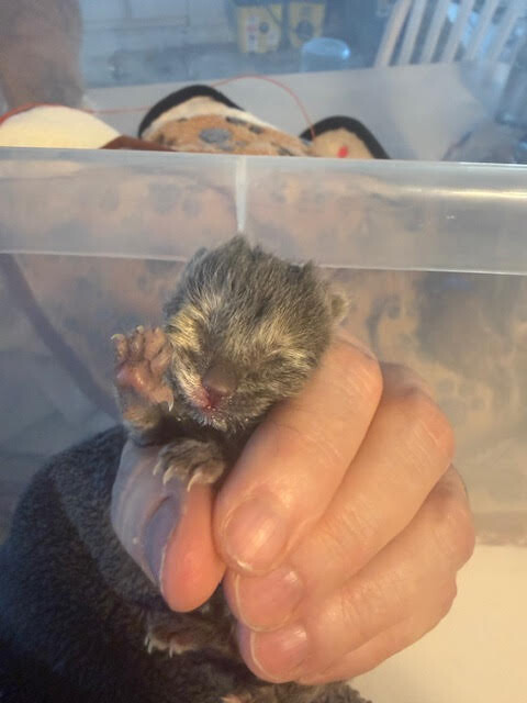 Picture of the Animal Listed