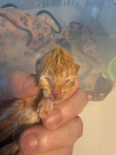 Picture of the Animal Listed