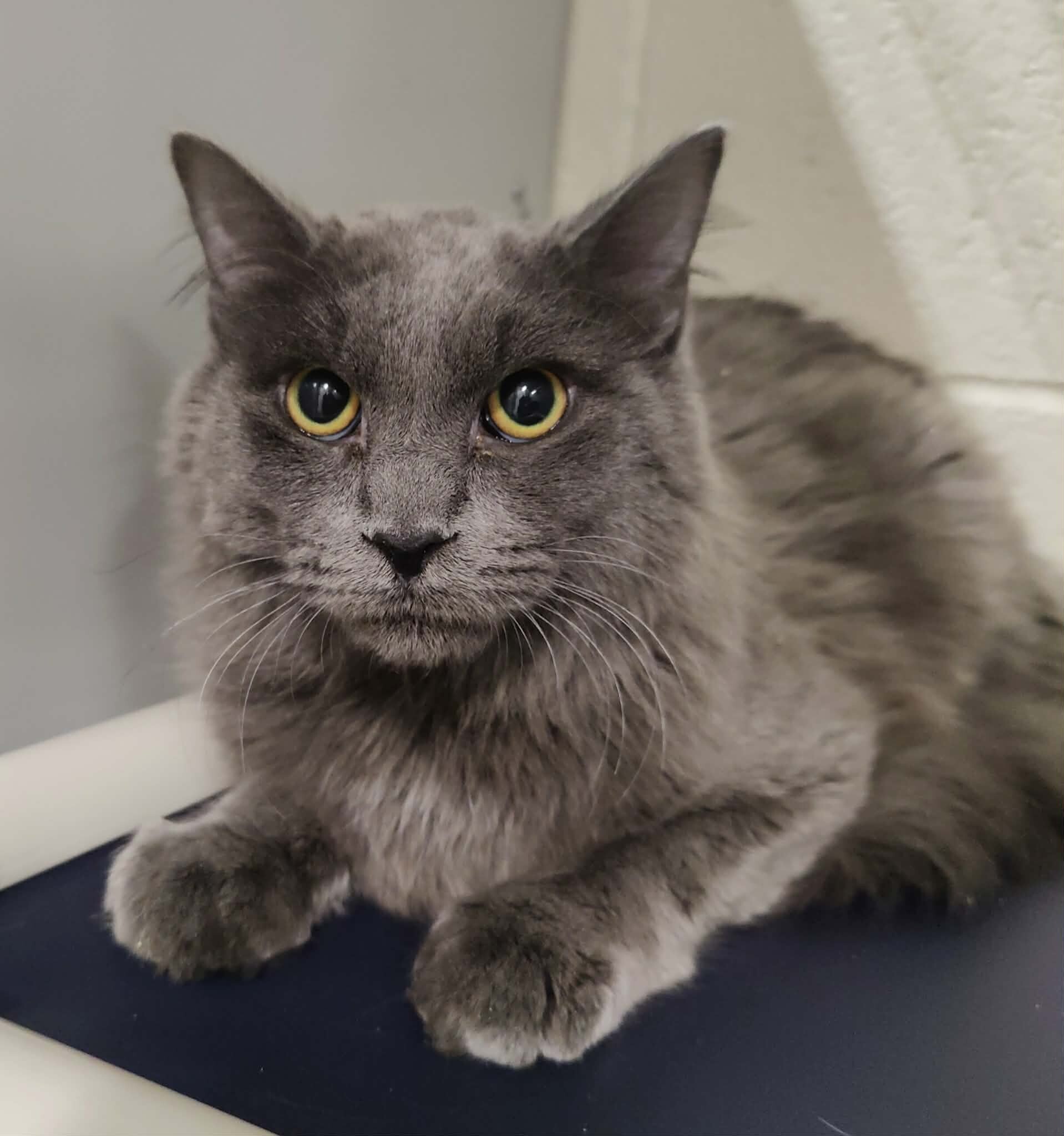 Picture of the Animal Listed