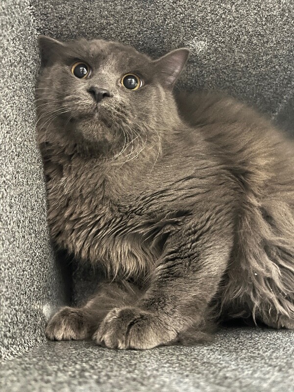 Picture of the Animal Listed