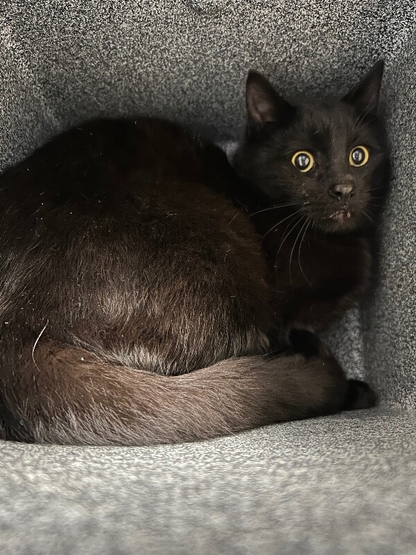 Picture of the Animal Listed