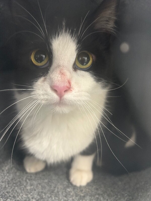 Picture of the Animal Listed