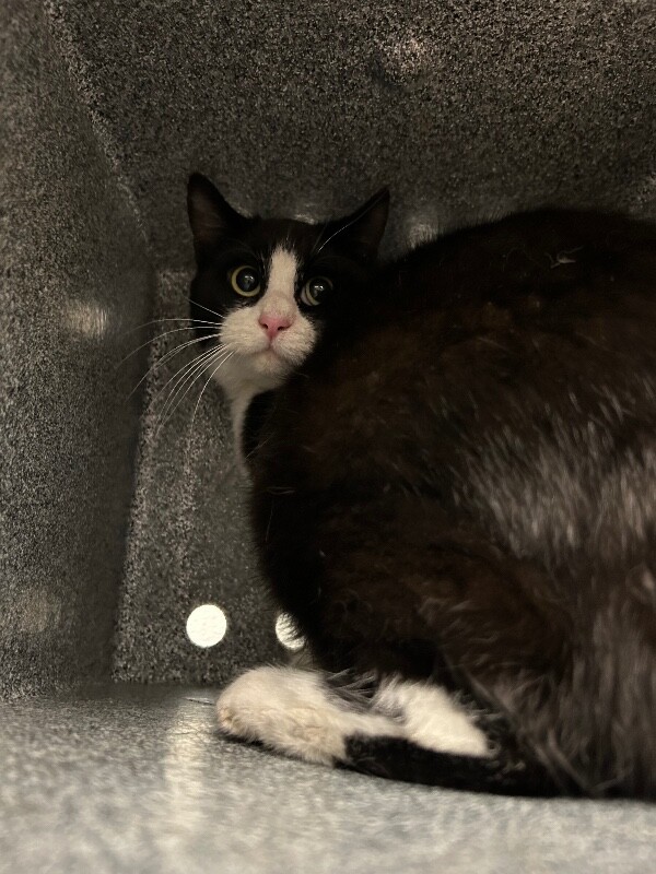 Picture of the Animal Listed