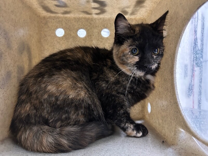 Picture of the Animal Listed