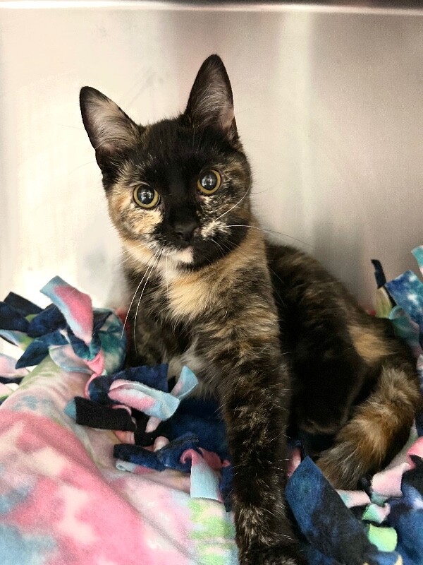 Picture of the Animal Listed