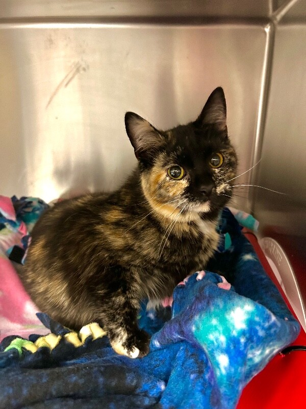 Picture of the Animal Listed