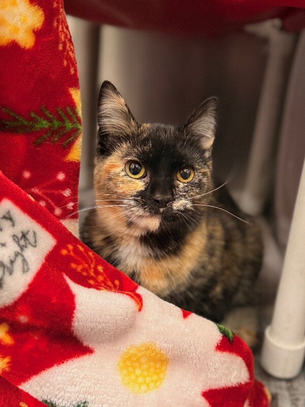 Picture of the Animal Listed