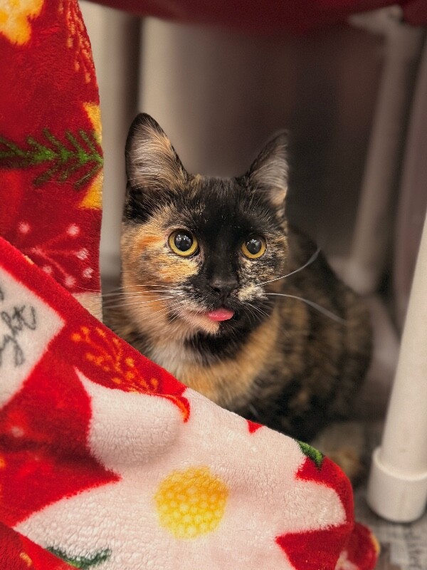 Picture of the Animal Listed