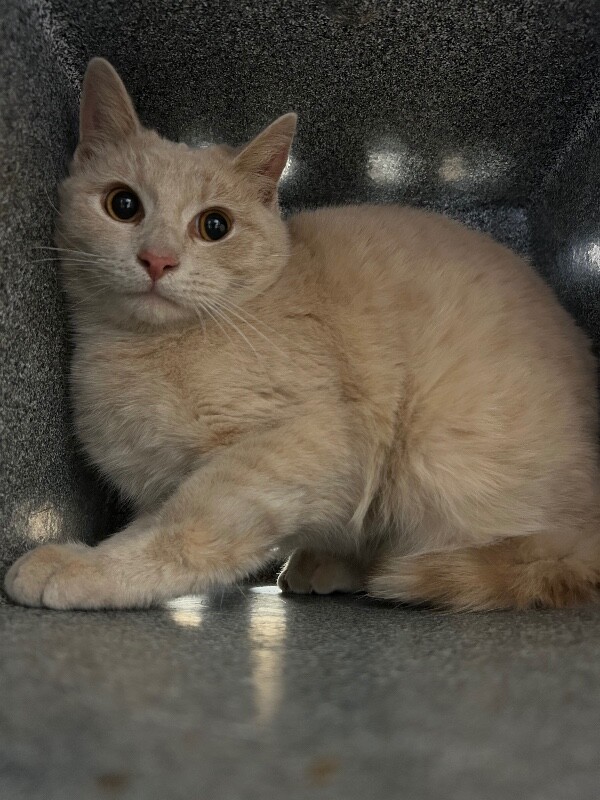 Picture of the Animal Listed