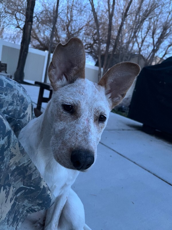 Picture of the Animal Listed