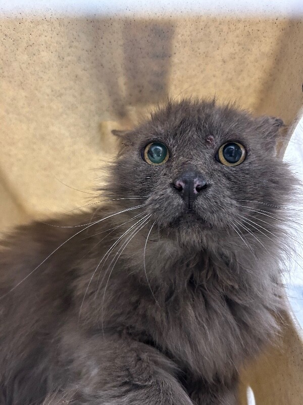 Picture of the Animal Listed