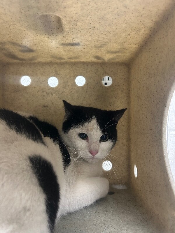 Picture of the Animal Listed