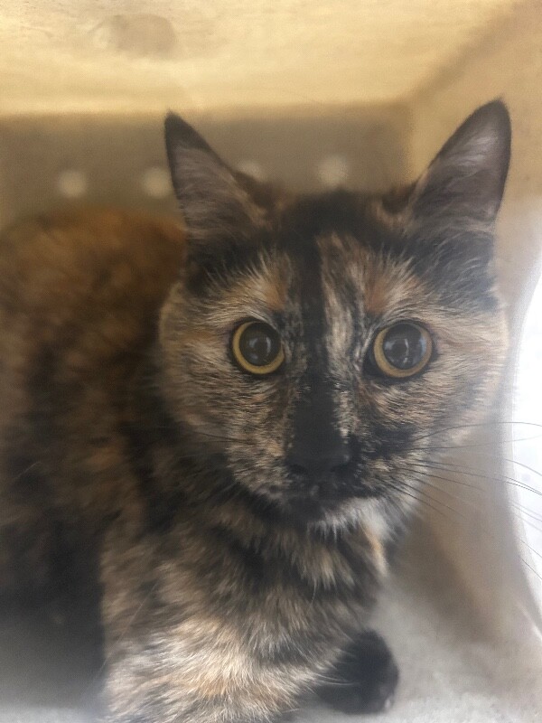 Picture of the Animal Listed