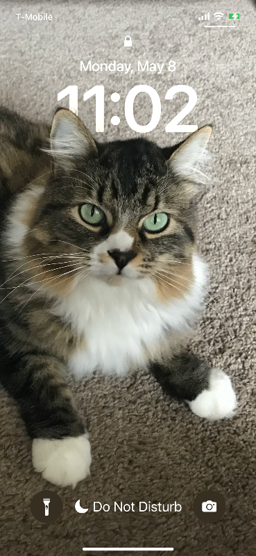 Picture of the Animal Listed