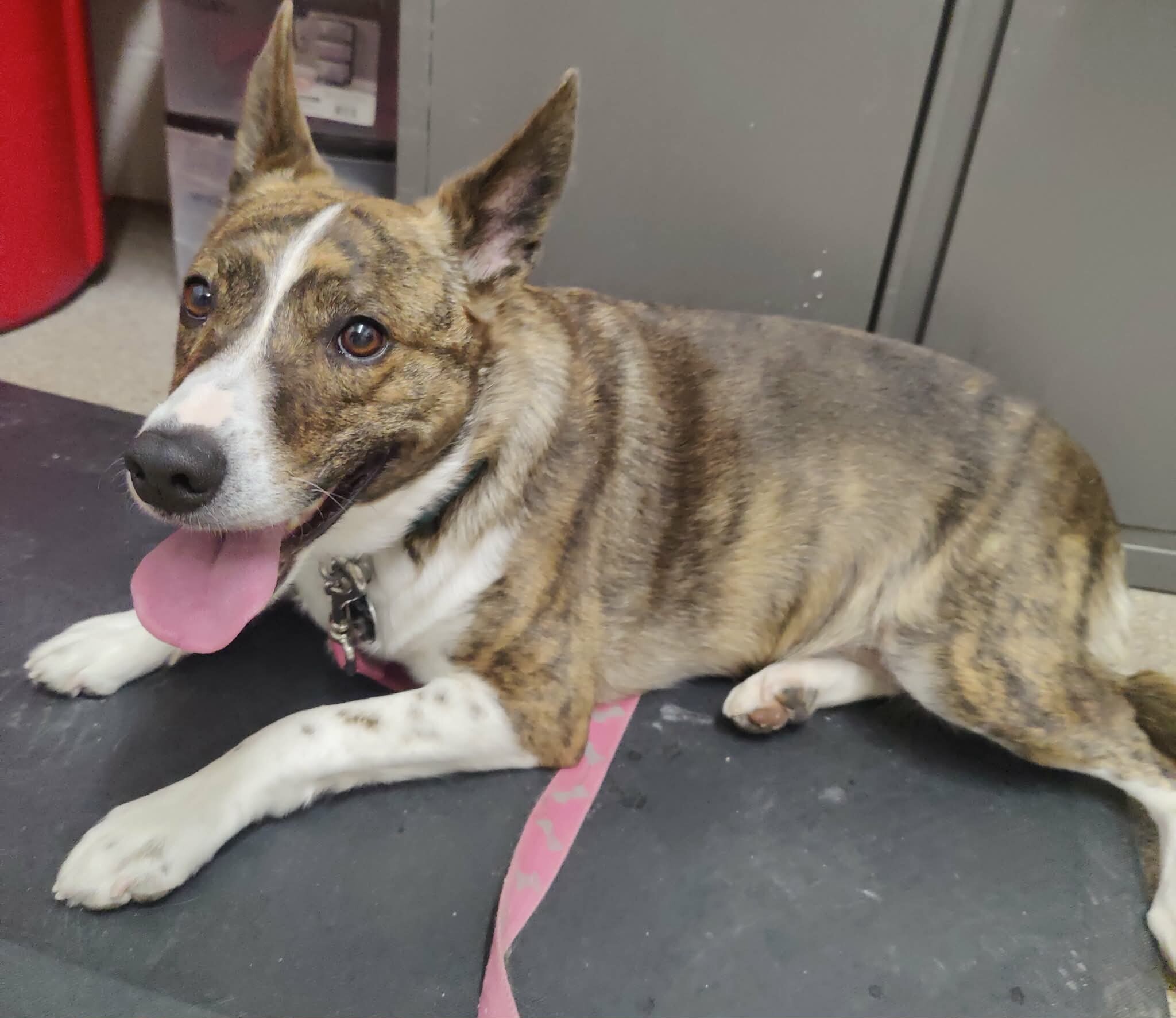 Picture of the Animal Listed