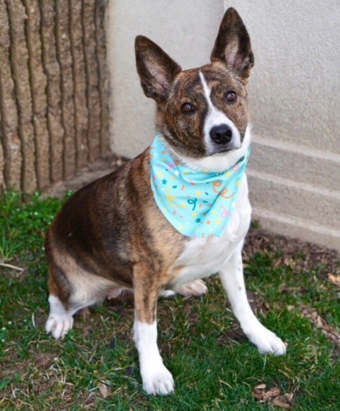 Picture of the Animal Listed