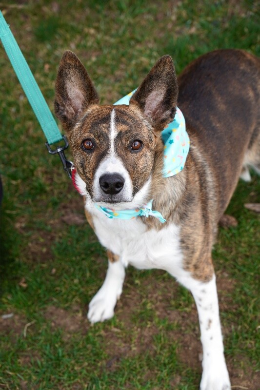 Picture of the Animal Listed