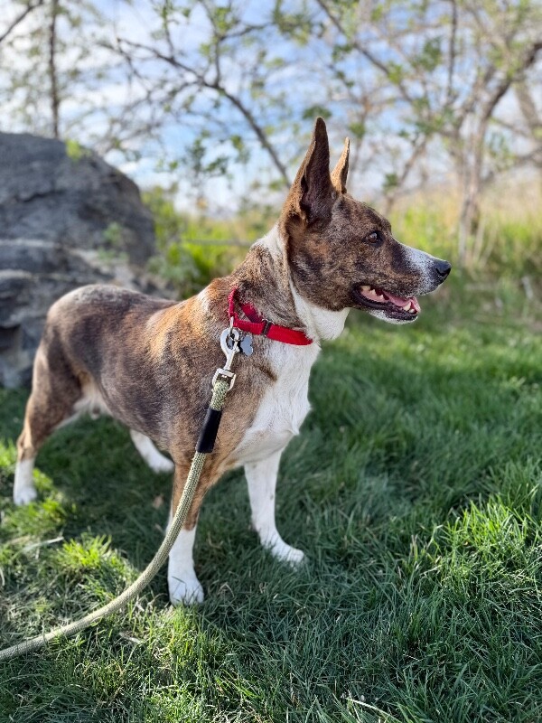 Picture of the Animal Listed