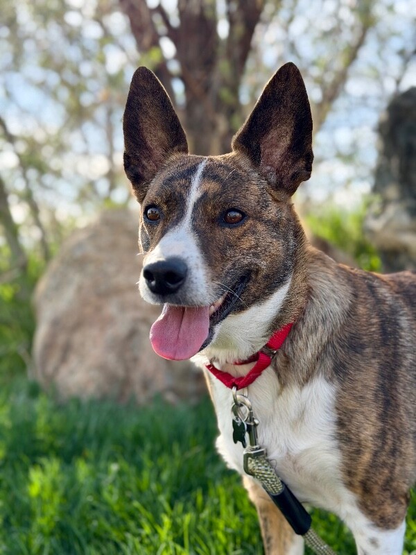 Picture of the Animal Listed