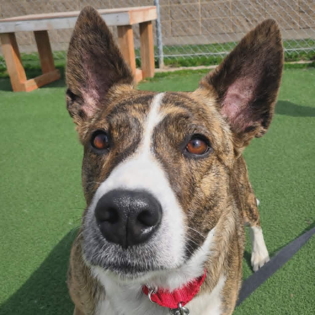 Picture of the Animal Listed