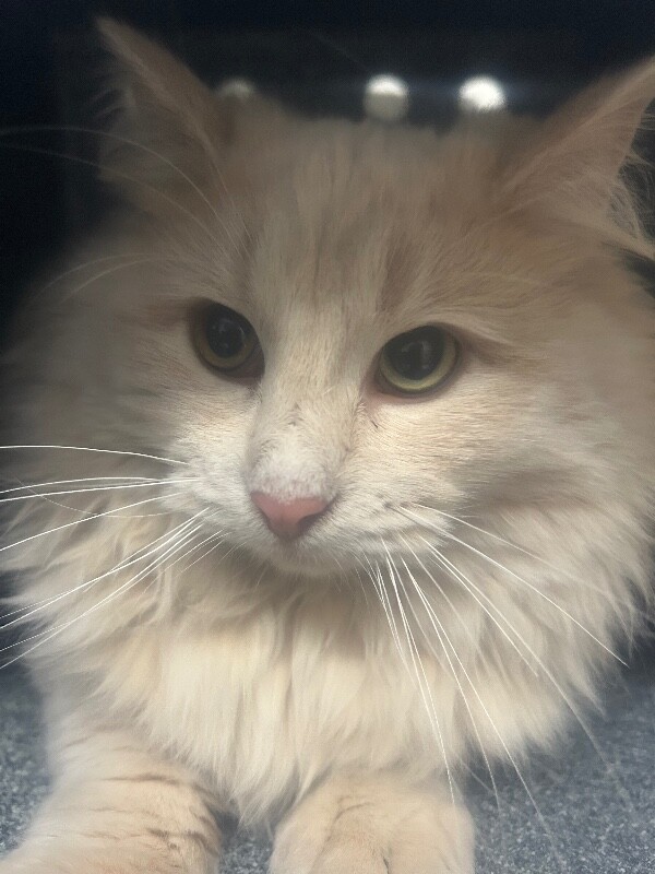 Picture of the Animal Listed