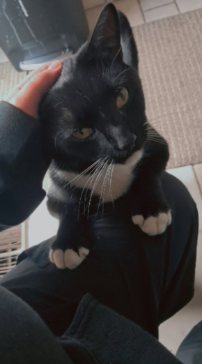 Picture of the Animal Listed