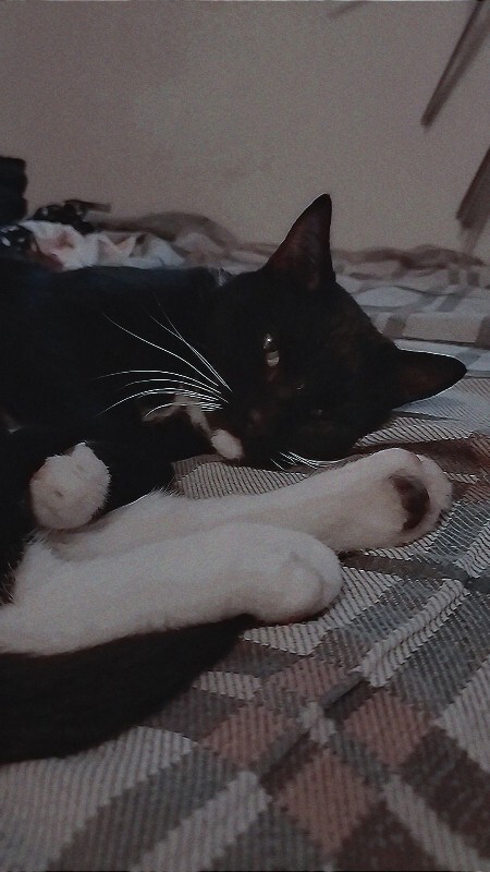 Picture of the Animal Listed