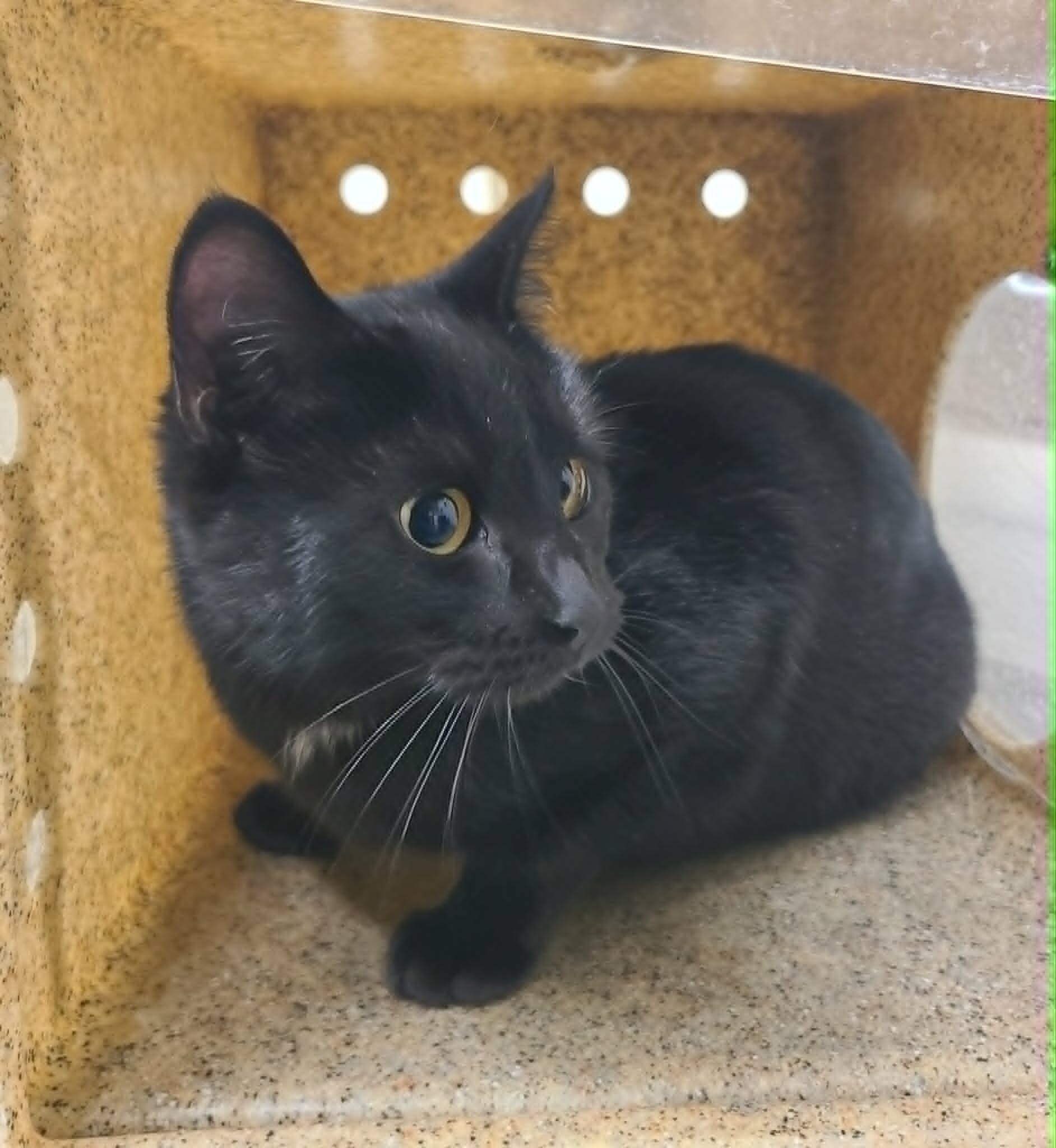 Picture of the Animal Listed