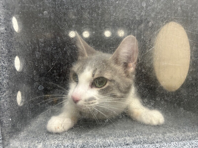 Picture of the Animal Listed