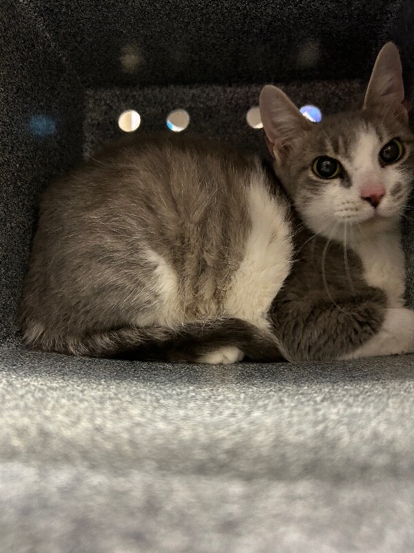 Picture of the Animal Listed