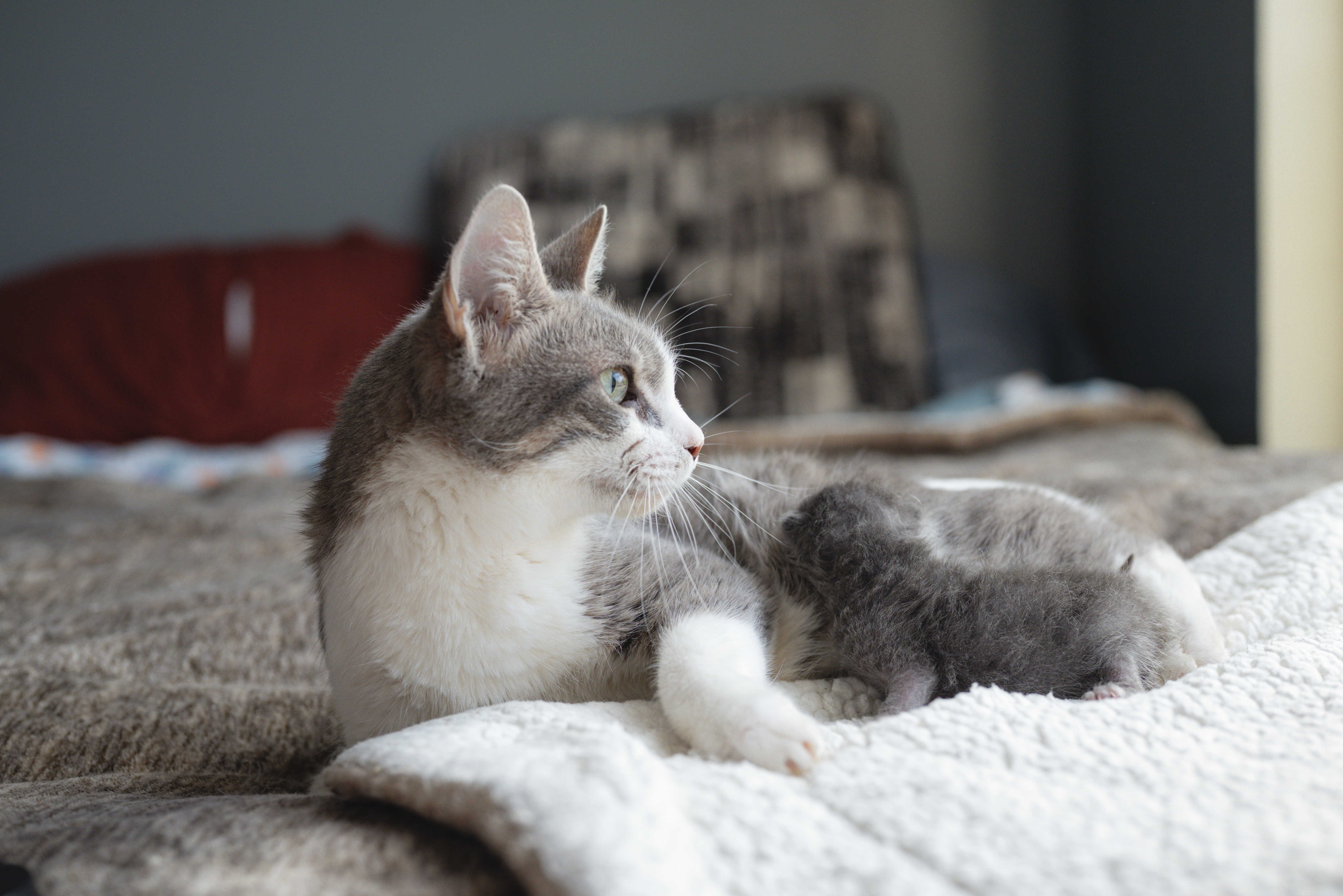 Picture of the Animal Listed