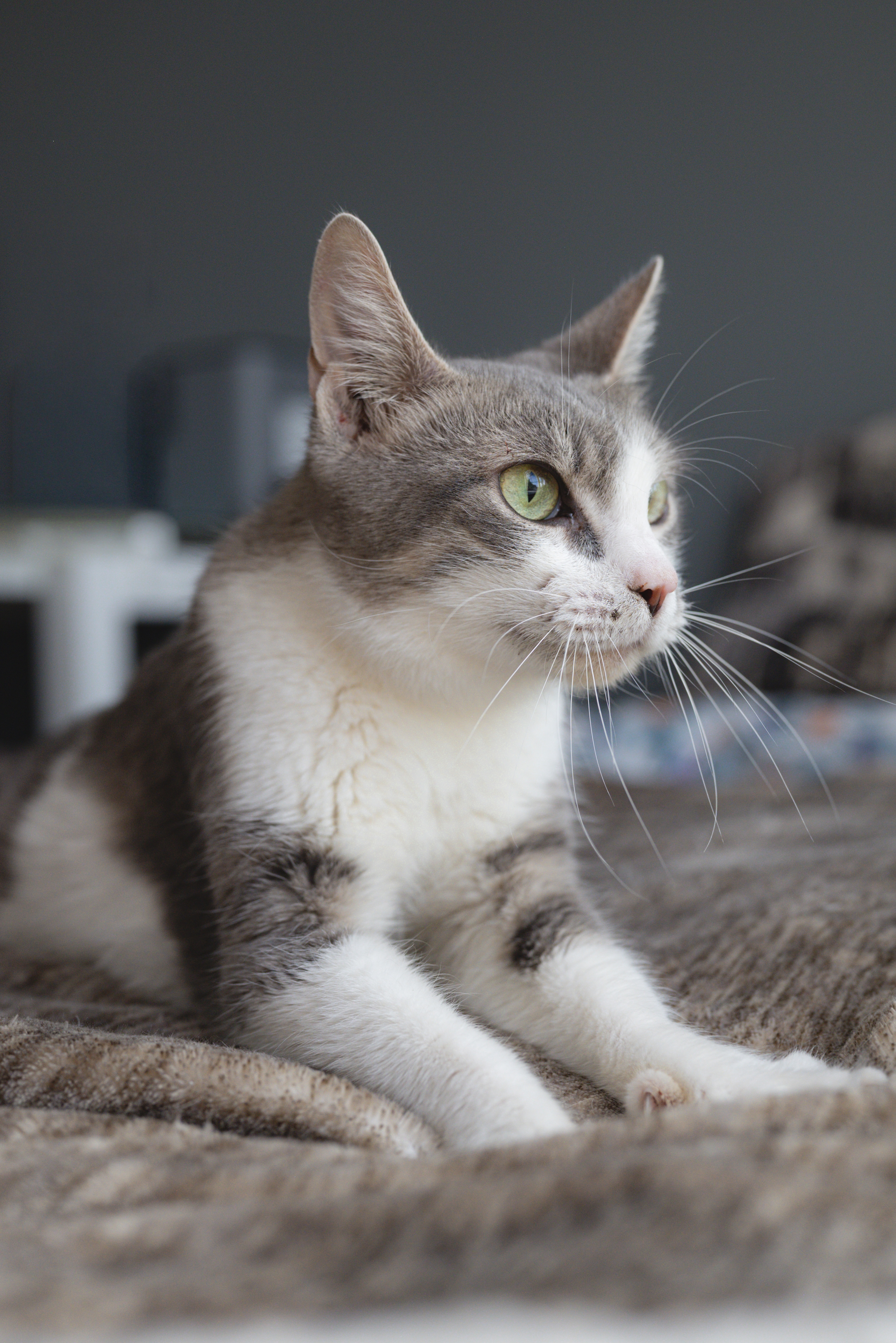 Picture of the Animal Listed