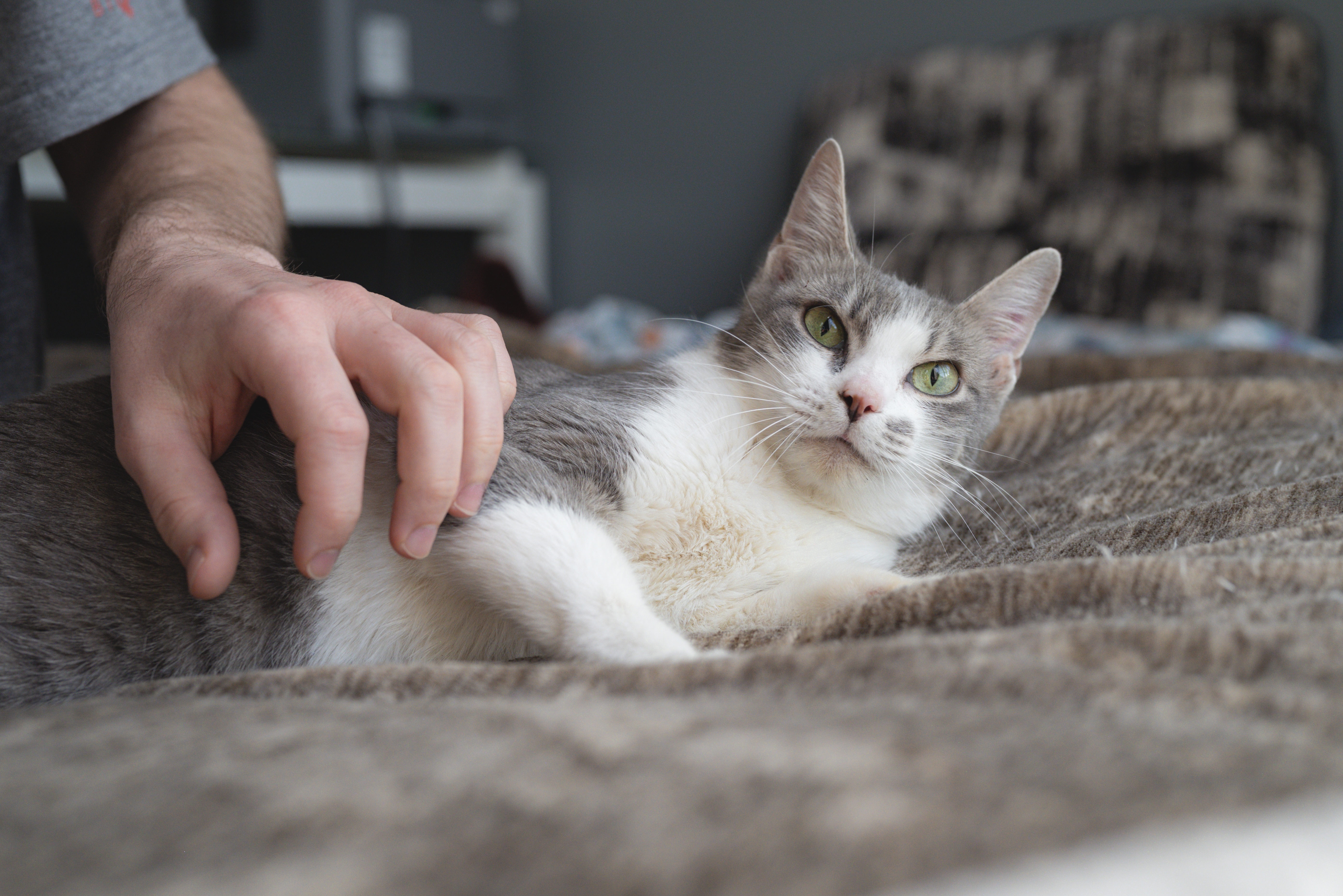 Picture of the Animal Listed